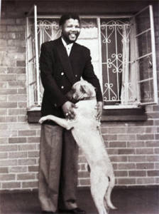 Nelson Mandela and his Rhodesian Ridgeback. Photo: Alf Kumalo