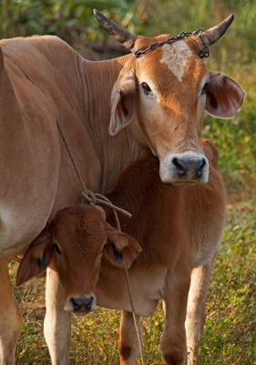 Cows in the Cuban countryside. Photo: Liset Cruz