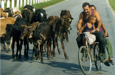 Sellling scarce beef or cheese can have serious consequeences for Cubans. Photo: Angel Yu